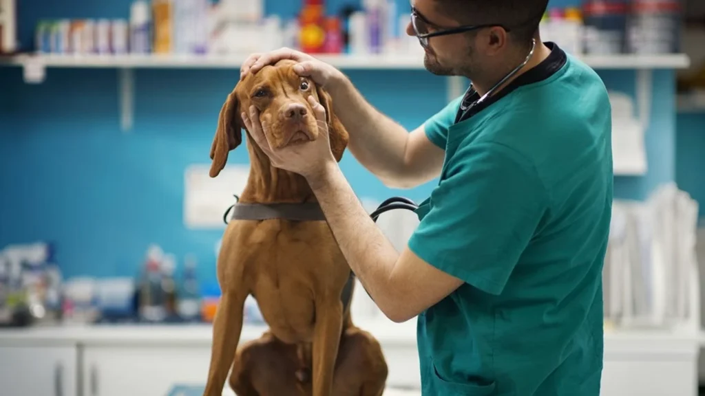 swelling in dogs